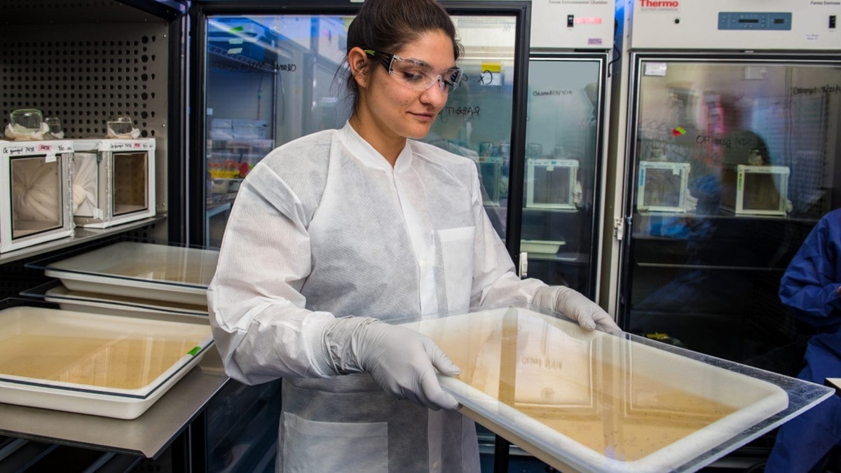 Entomologist checks mosquito larvae