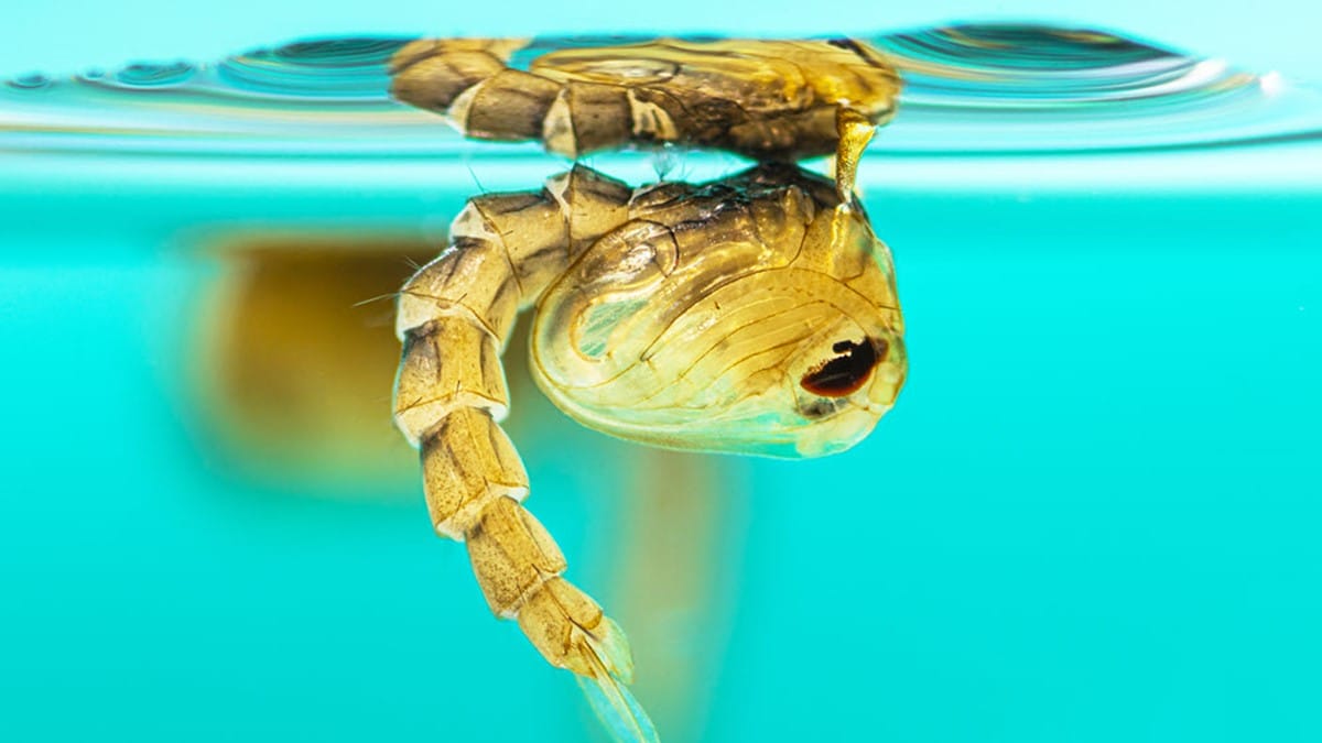 An Aedes aegypti pupae rests in the water.