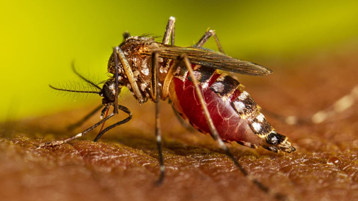 An Aedes aegypti adult female mosquito feeds on a person.