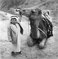 Boy with a camel