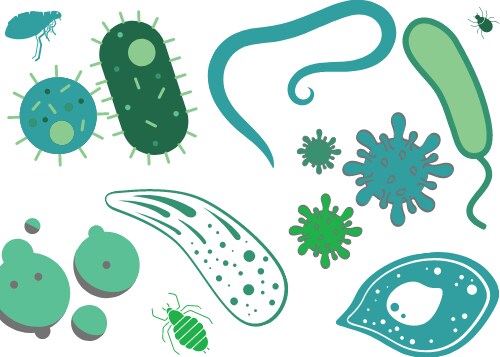 germ illustration