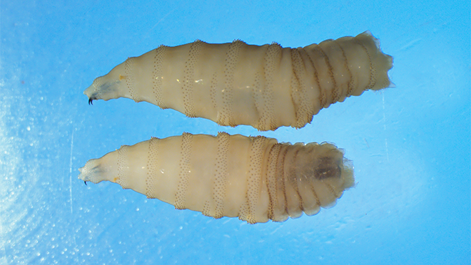 NWS-two-whole-larvae