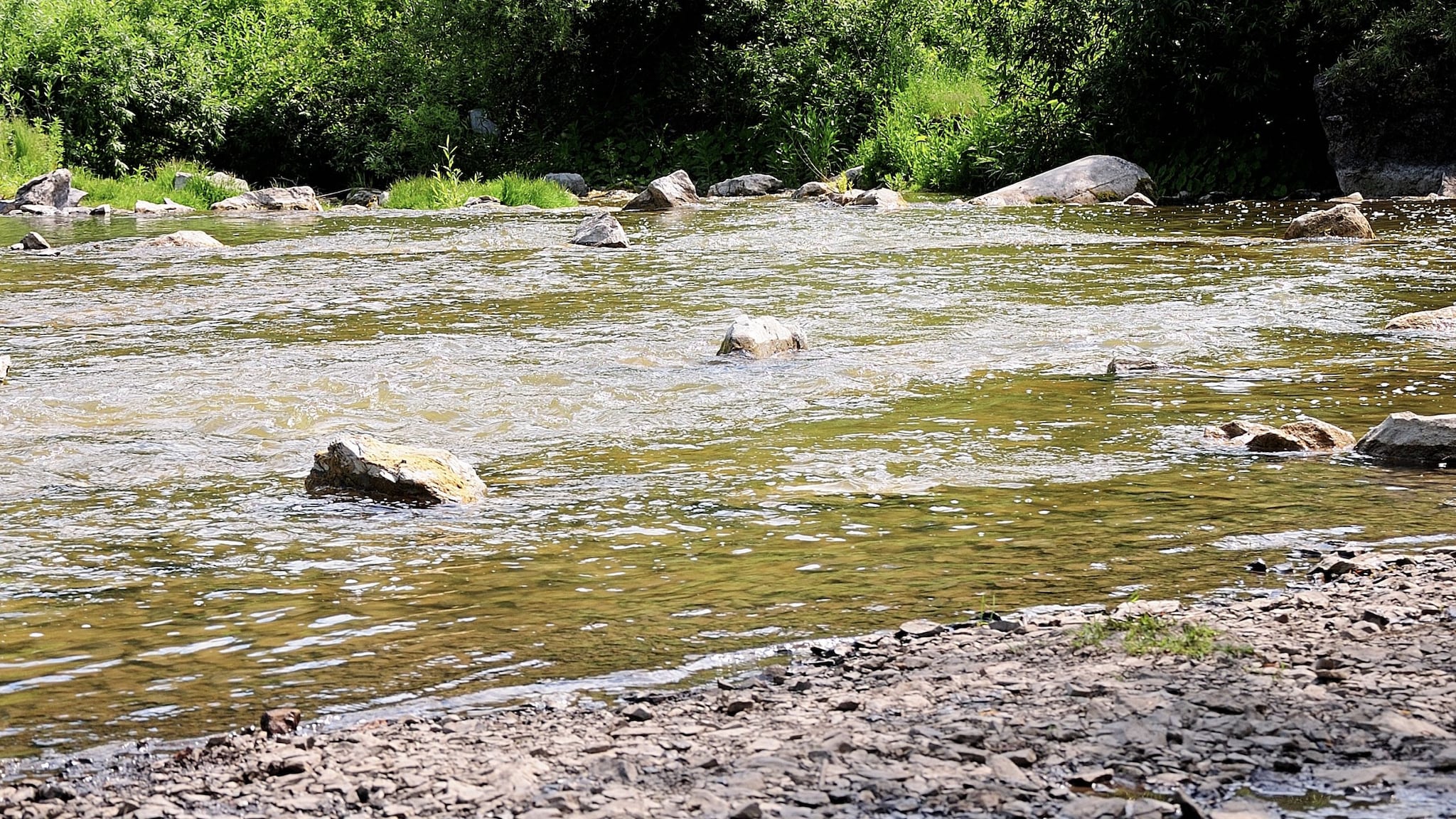 Shallow river with rocks surrounded by trees