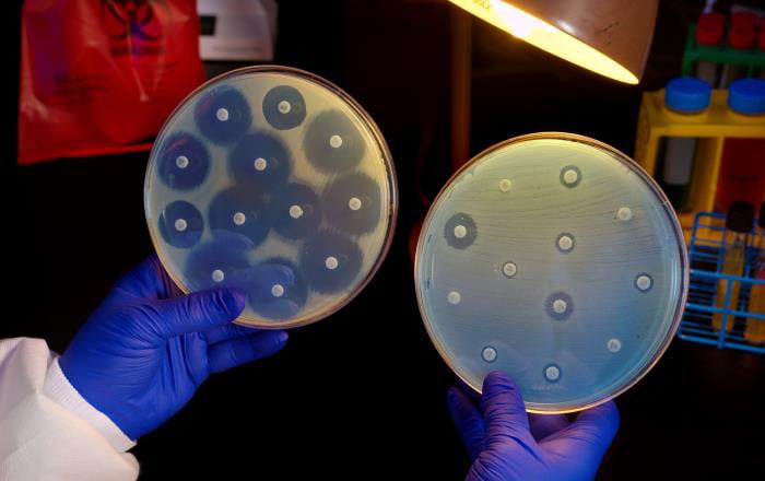 Two Petri dish culture plates growing bacteria in the presence of discs containing various antibiotics. The isolate on the left plate is susceptible to the antibiotics on the discs, and is therefore unable to grow adjacent to the discs. The plate on the right was inoculated with a bacterium that proved to be resistant to all of the antibiotics tested, and is therefore, able to grow near the discs.