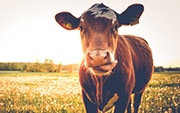 Cow standing in a flat field of grasses and flowers. Cow is facing forward with its tongue out.