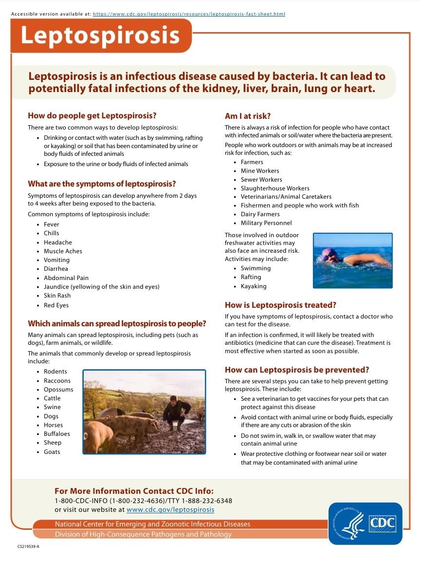 Leptospirosis (Factsheet)