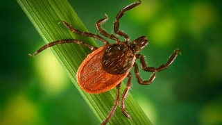 Tick on a blade of grass