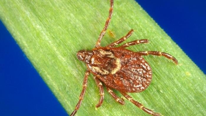 Tick on a leaf