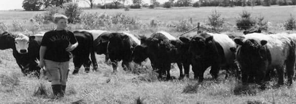 A black and white photograph of a young worker in a field with approximately ten cows.