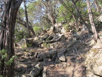 photograph of the extraction line cut by fire fighters