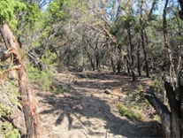 photograph of another section of the extraction line cut by fire fighters