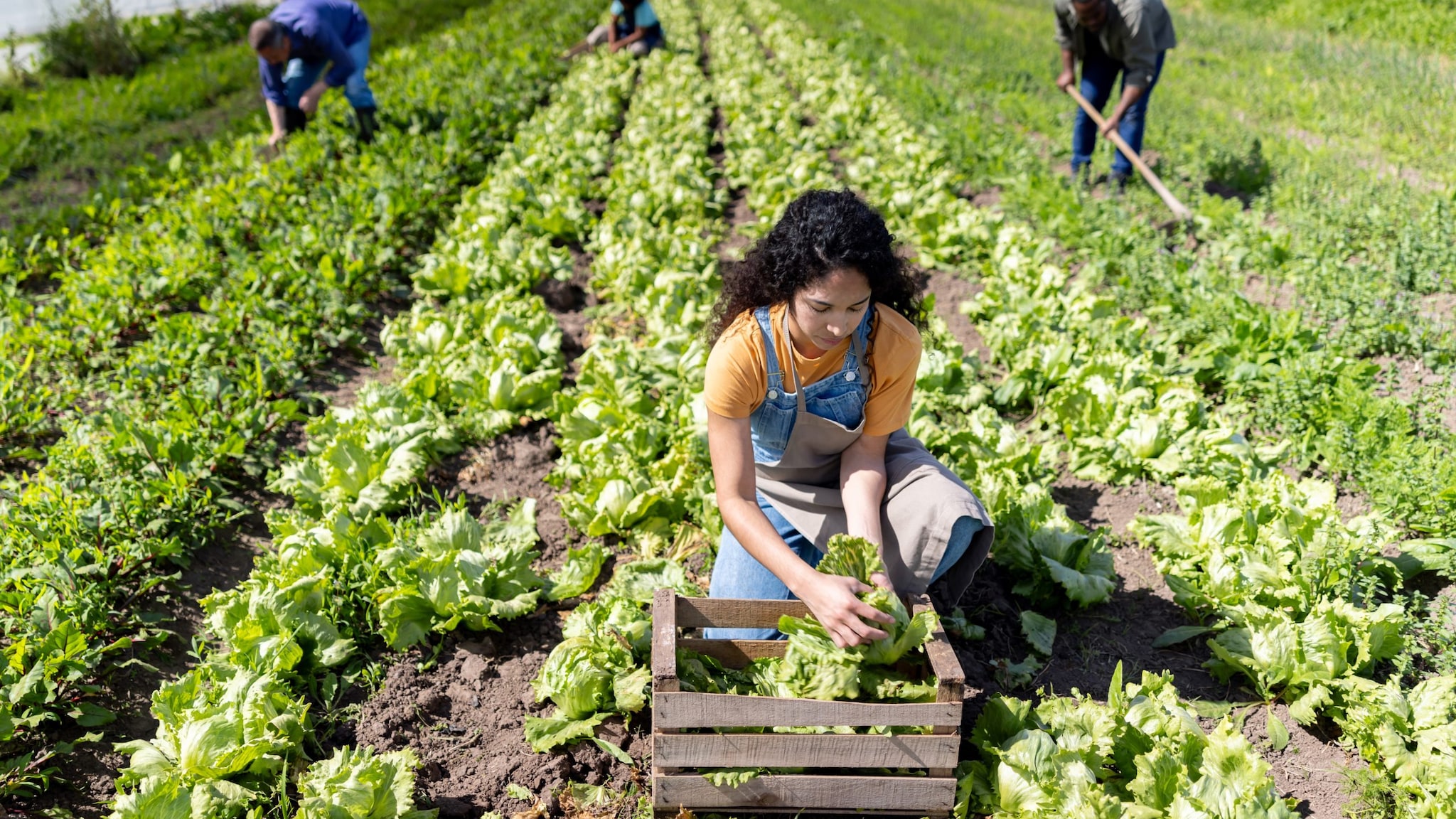 Agricultora arrodillada y cosechando bajo el sol