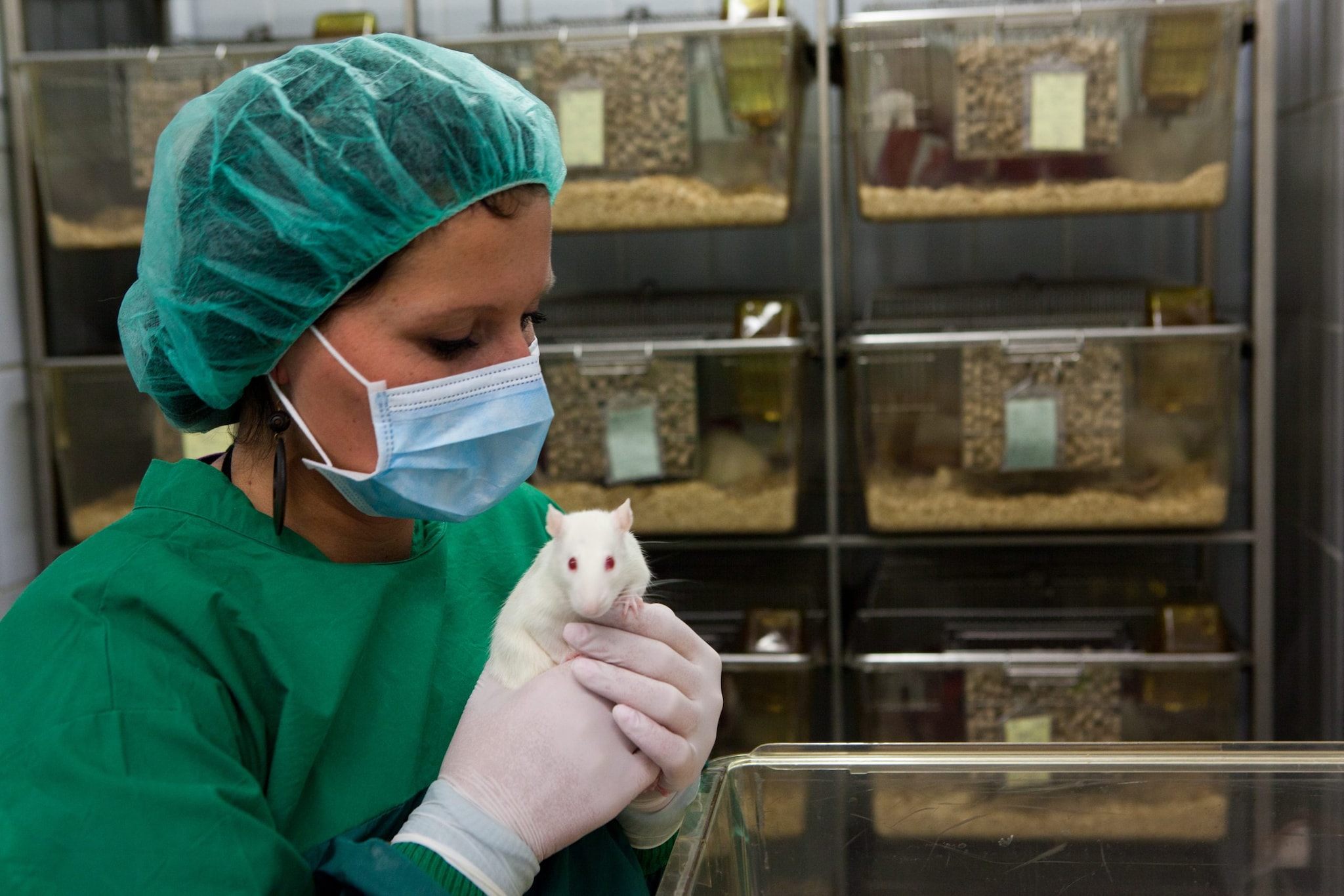 A lab technician wearing green scrubs, a hair net, a surgical mask, and latex gloves holding a white laboratory rat.