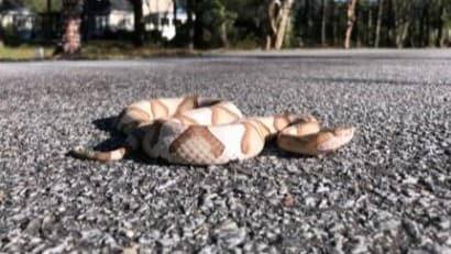 Copperhead snake on the ground with hourglass-shaped markings