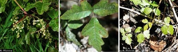 Three images of poison oak to aid in plant identification.