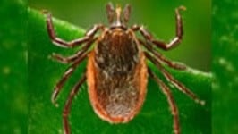 Close-up image of a tick