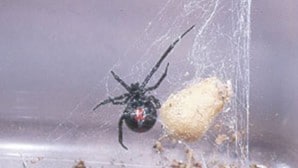 Black widow spider on a web