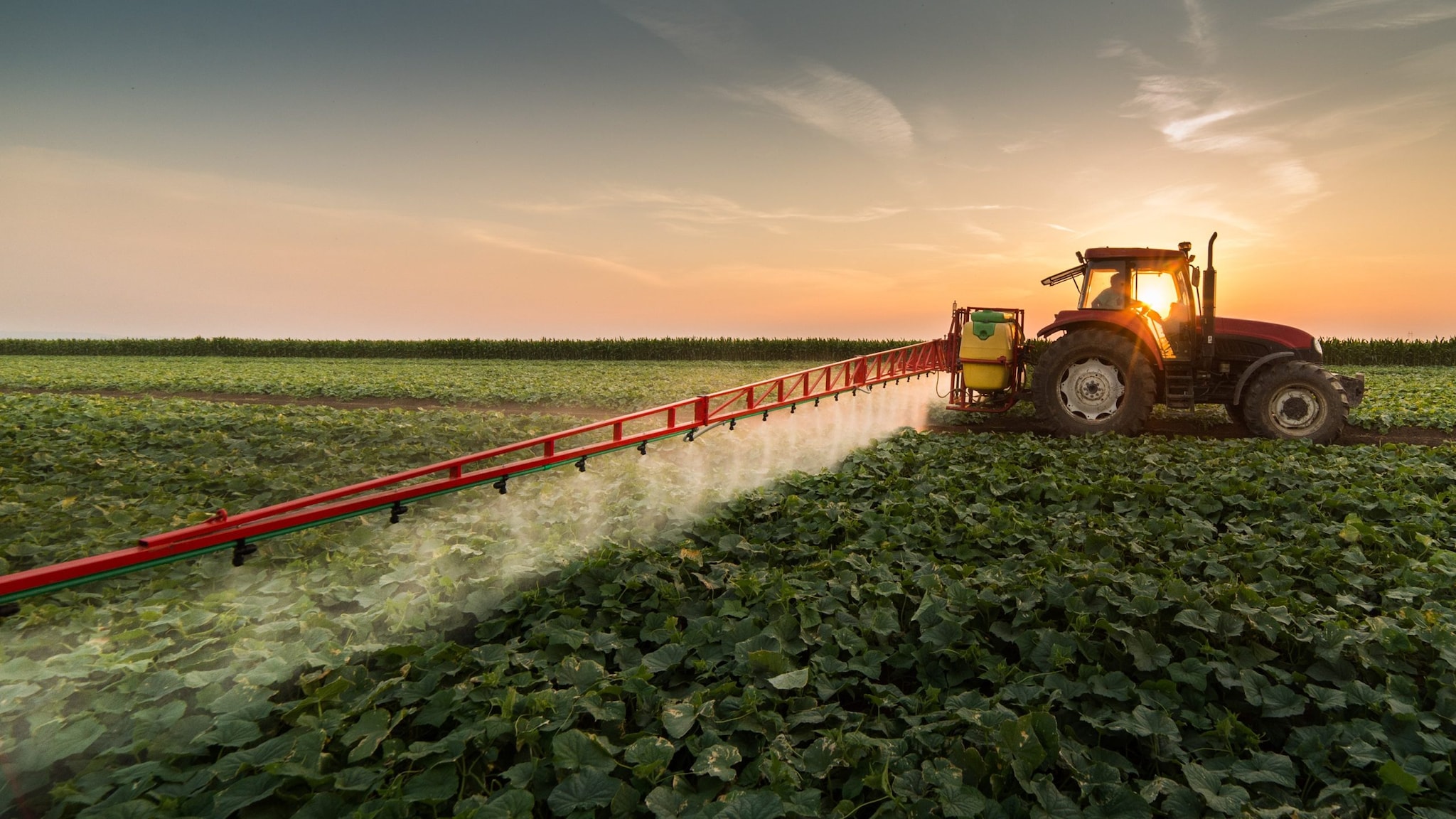 Un tractor rociando pesticidas en un campo cultivado de verduras durante la primavera. Foto de fotokostic/GettyImages