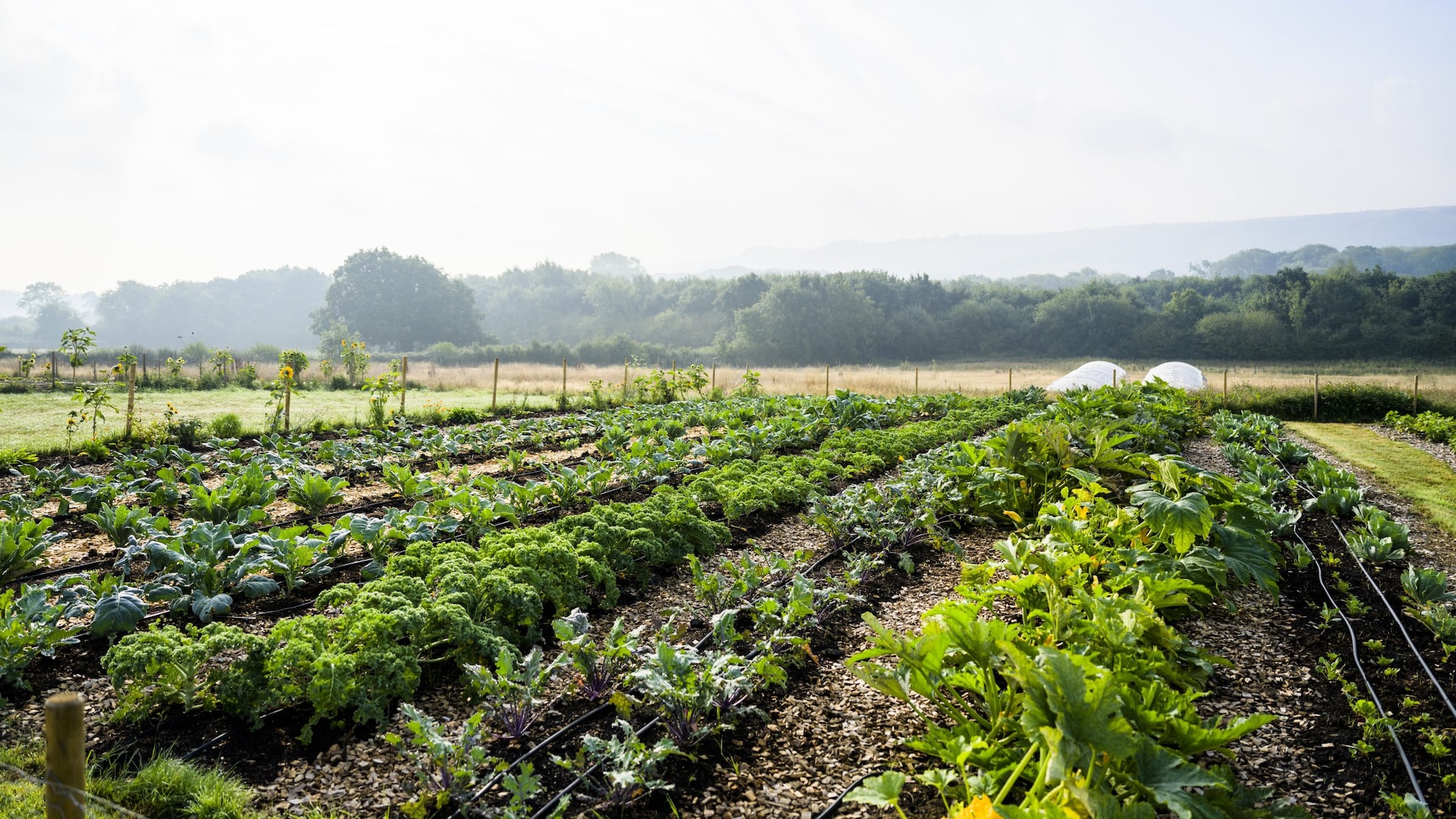 Field of crops.