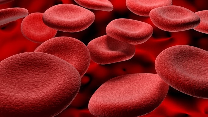 Close-up of red blood cells