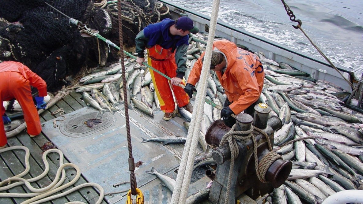 Commercial fishermen harvesting Chum Salmon in Alaska