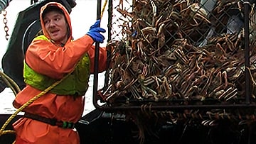 Pescadores comerciales elevan una trampa para cangrejos en el mar de Bering. Imagen de Johnathan Hillstrand