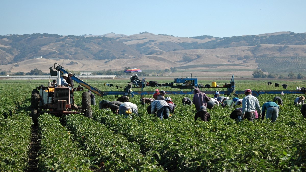 Trabajadores agrícolas en un campo extenso durante un día claro y soleado