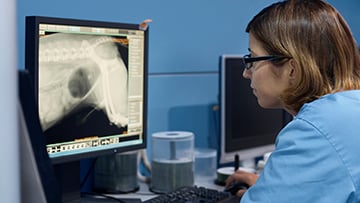 Veterinarian examining X-ray of dog on computer at desk. Credit: Morsa Images, Getty Images