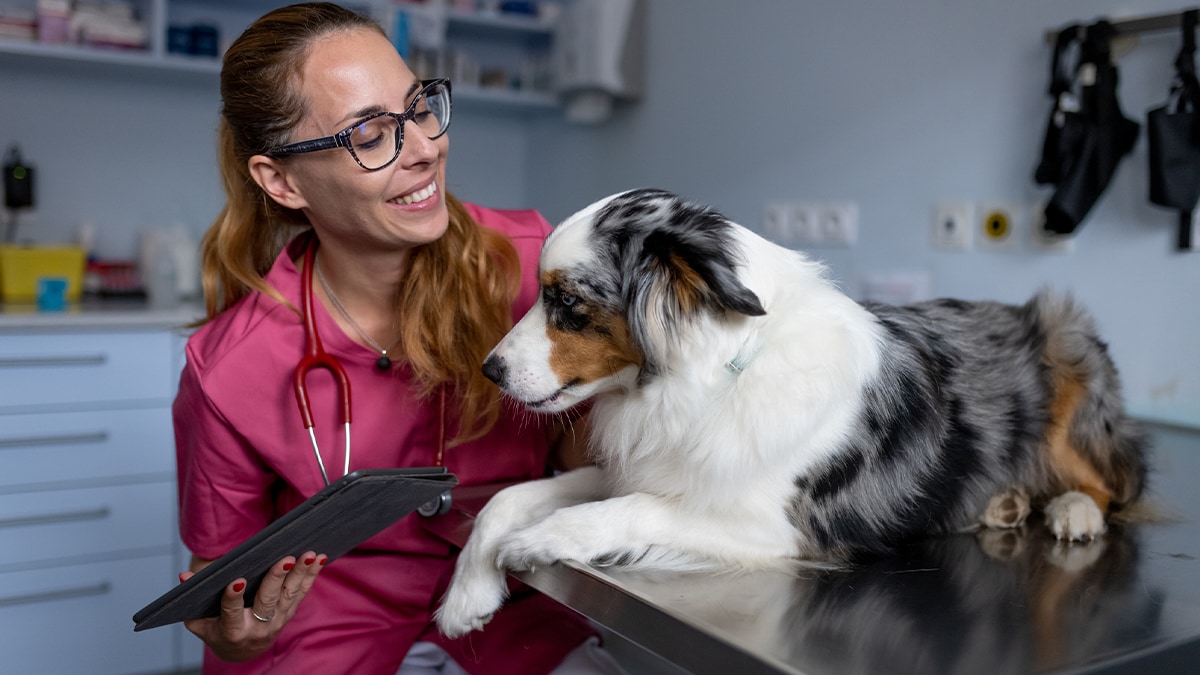 A mini–Australian Shepherd dog being examined by a female veterinarian wearing magenta scrubs.