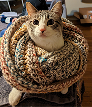 cat in a sweater