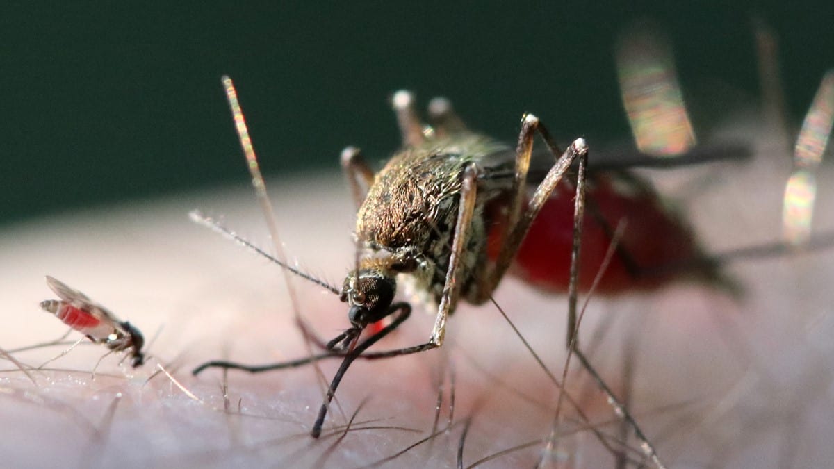 Photo showing a midge and a mosquito (Culicoides spp.) biting a person.