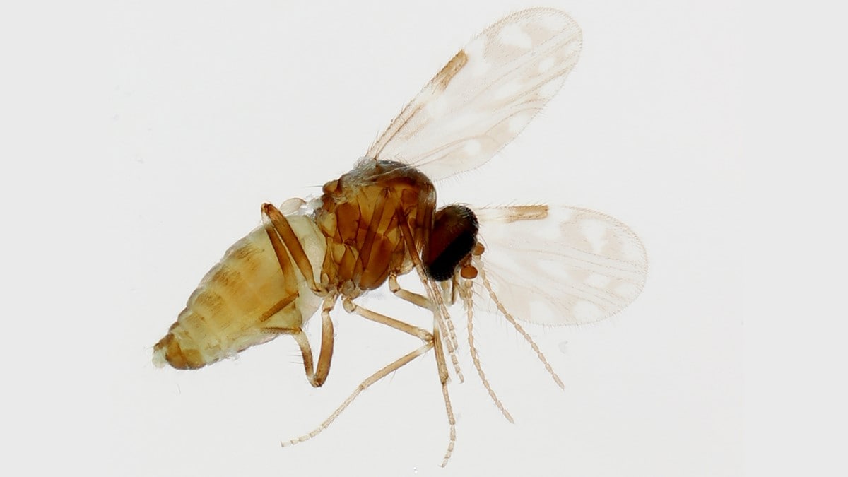 Photo of Culicoides paraensis is a biting midge that can spread Oropouche virus to people and animals.