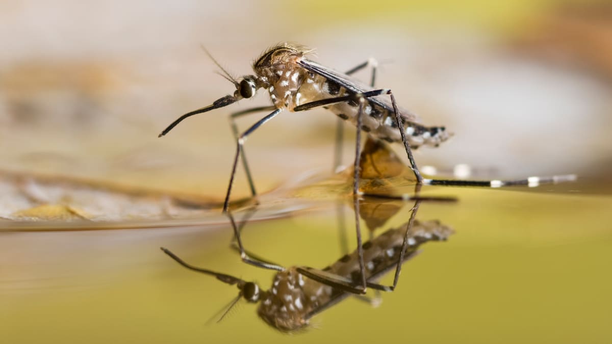 Mosquito in puddle