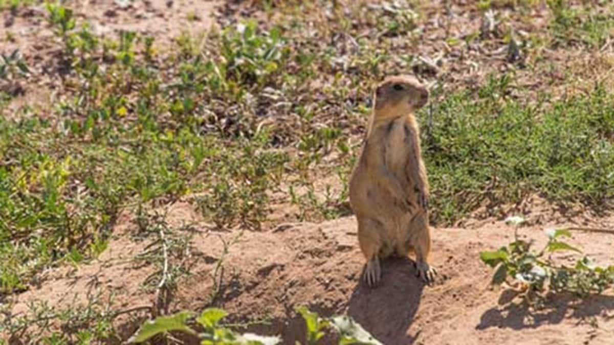 Prairie dog in a field