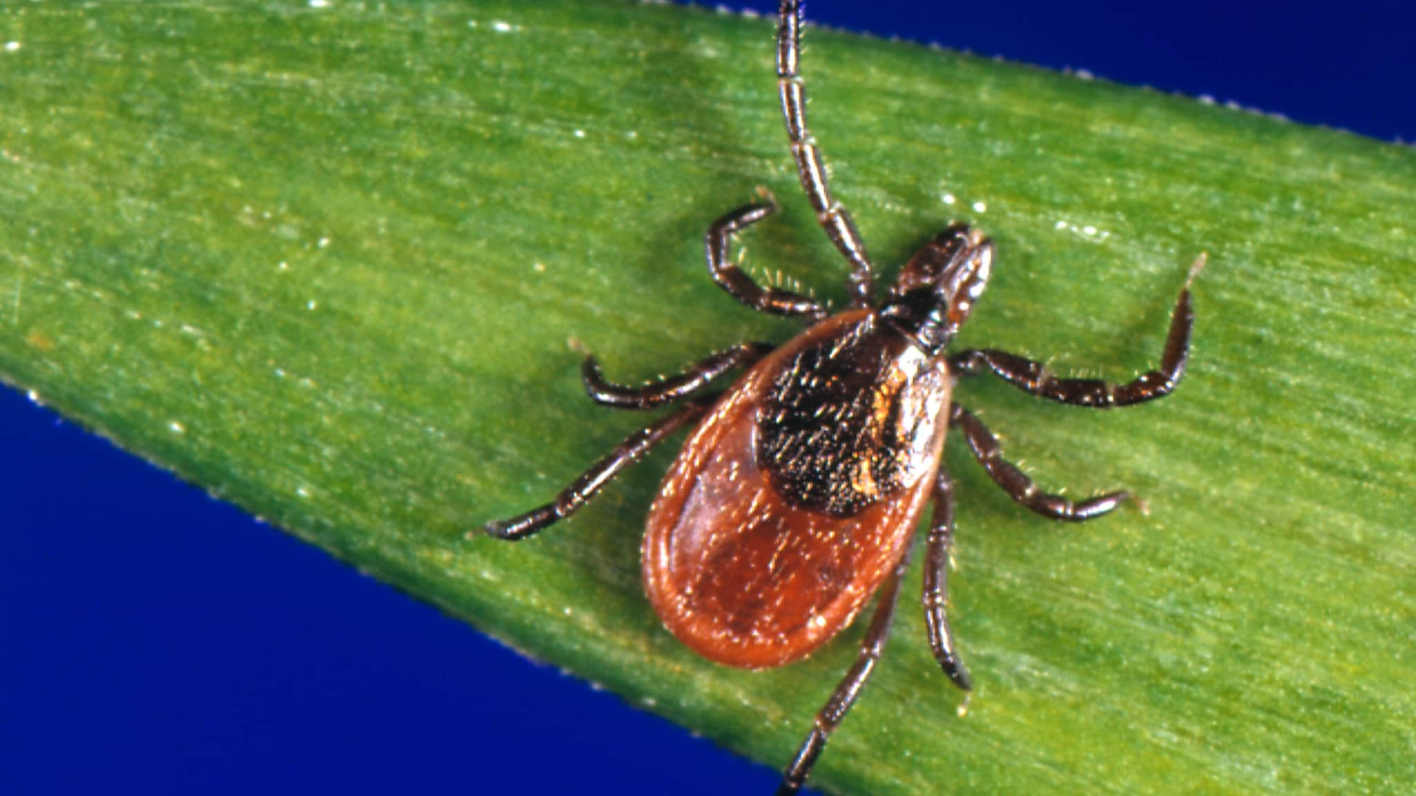 Blacklegged tick