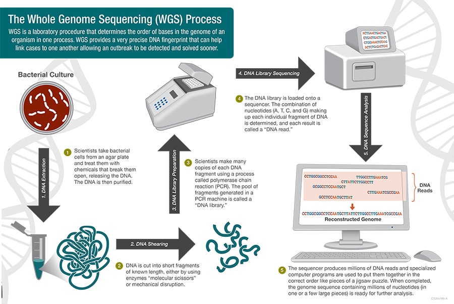 Whole Genome Sequencing Process - WGS is a laboratory procedure that determines the order of bases in the genome of an organism in one process.