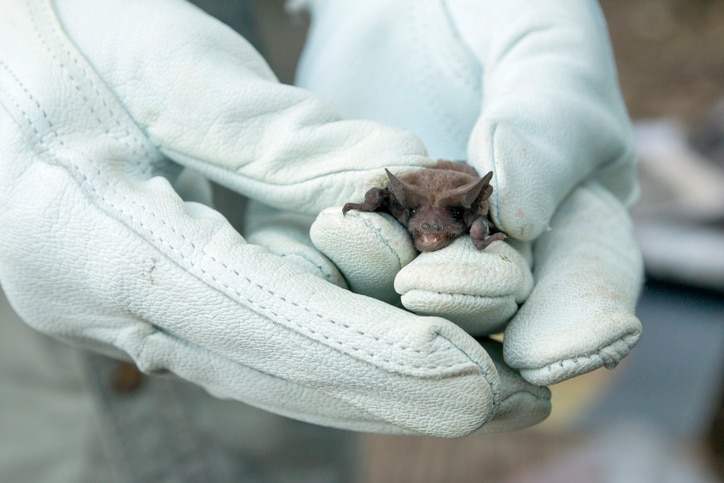 gloved hands hold a small bat