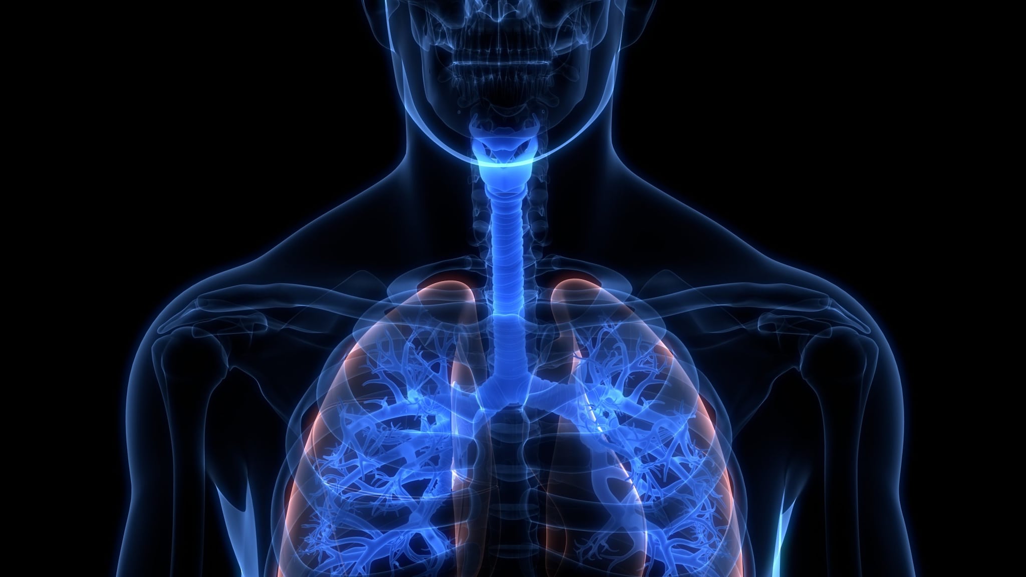 Human Respiratory System