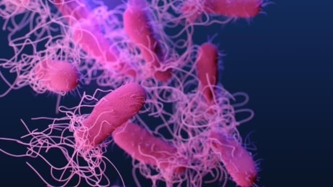 Medical illustration of drug-resistant, nontyphoidal, Salmonella bacteria.