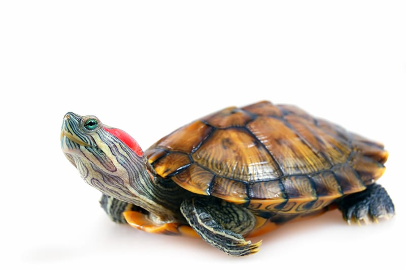 Red Eared Slider Turtle  (Trachemys scripta elegans)