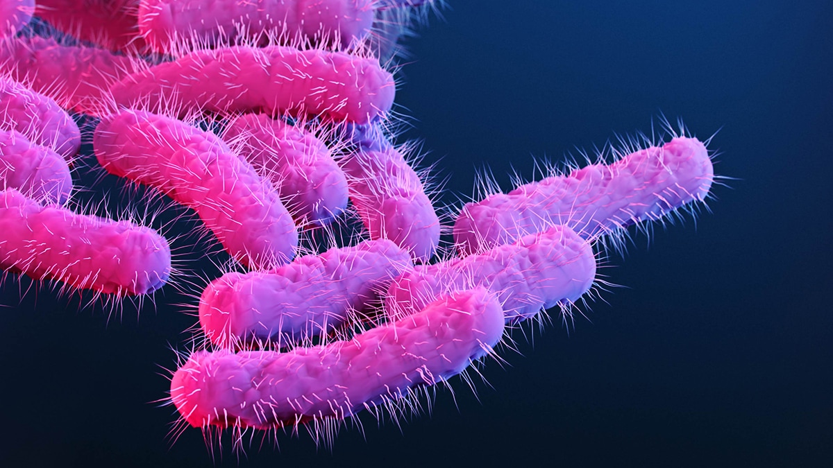 Drug-resistant Shigella