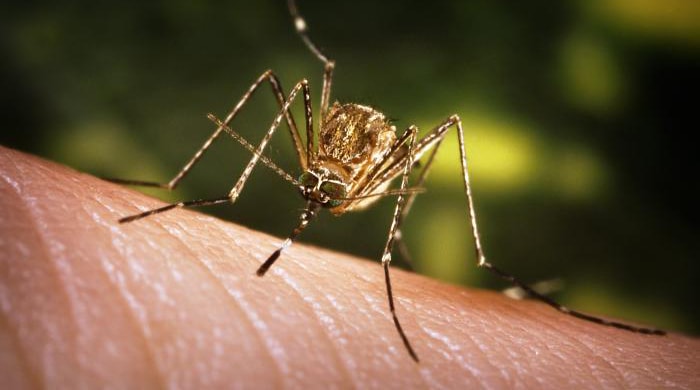 A close-up, anterior view of a female Culex tarsalis mosquito, as it was about to begin feeding, after having landed on the skin of what would become its human host