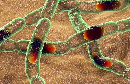 Bacteria Bacillus anthracis, el agente causante de la enfermedad del ántrax.