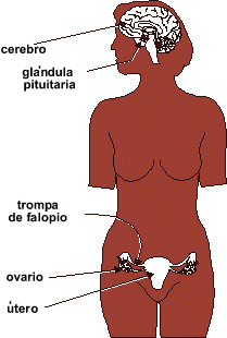 photo del cerebro y del sistema reproductivo de la mujer