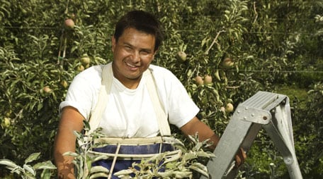 Hombre que recoge manzanas en una escalera