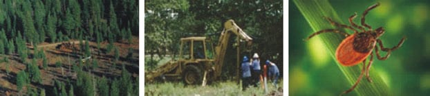 Imagen de un bosque; Imagen de trabajadores al aire libre; Imagen ampliada de una garrapata