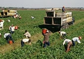 trabajadores agrícolas