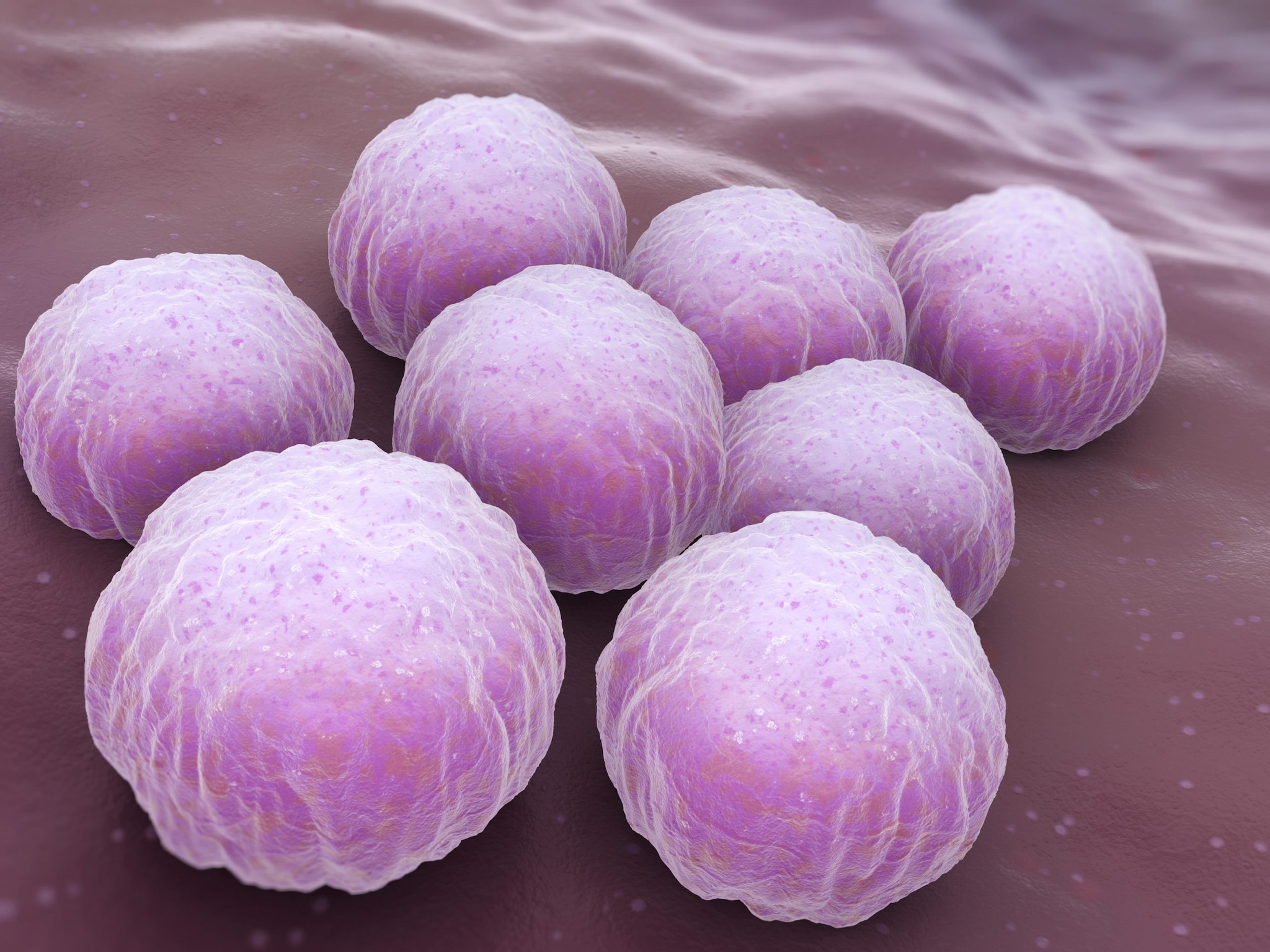 An illustration of what chlamydia, the bacteria that causes LGV, looks like under a microscope; a group of eight pink balls.