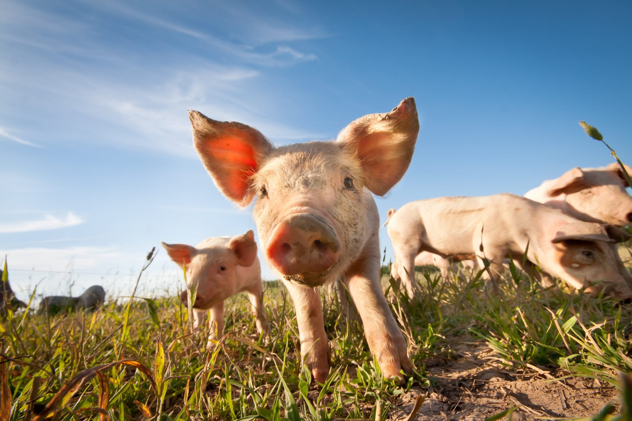 Pigs in a field