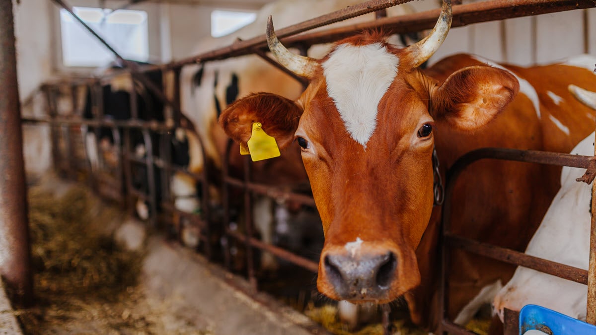 Cow in a barn